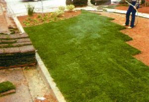 Sunshine Growers Nursery Sod Sunshine Growers Nursery Sod