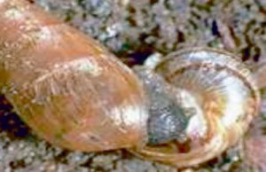Decollate-snails-eat-other-snails