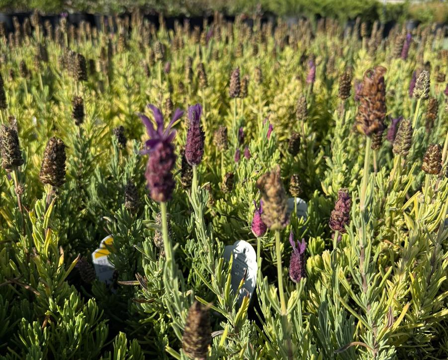 Spanish Lavender