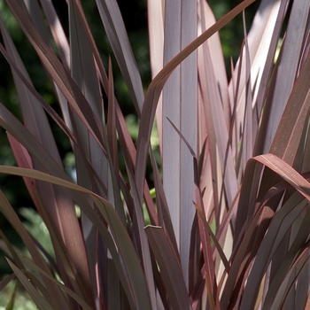Phormium tenax - New Zealand Flax Bronze Green