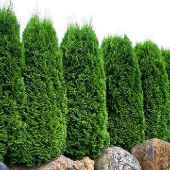 Thuja occidentalis - ''Emerald Green' Arborvitae