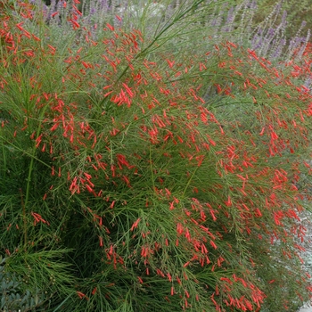 Russelia equisetiformis - Firecracker Plant