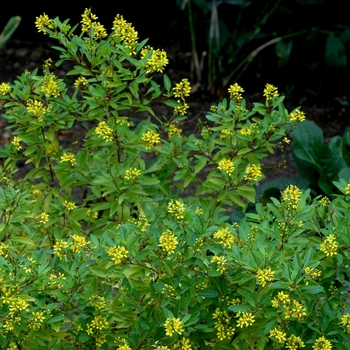 Thryallis angustifolia - Golden Thryallis