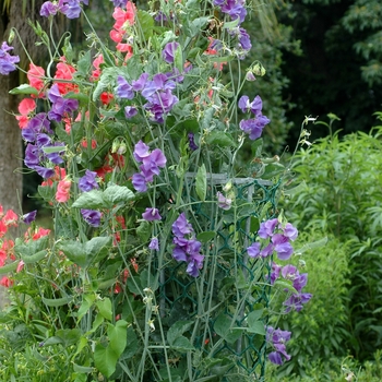 Lathyrus odoratus - Sweet Pea