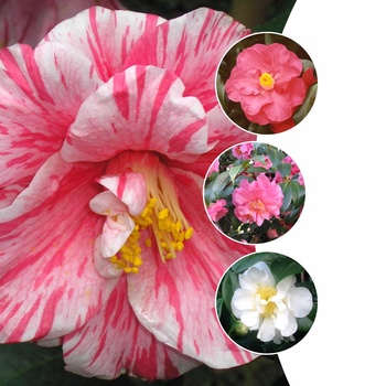 Camellia - 'Multiple Varieties' Assorted, Camellia