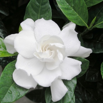 Gardenia jasminoides - ''Veitchii''