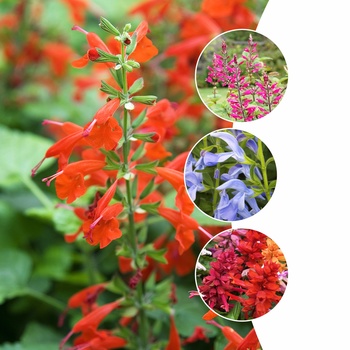 Salvia - 'Multiple Varieties' Flowering Sage