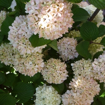 Viburnum plicatum - 'Pink Sensation' Snowball Viburnum