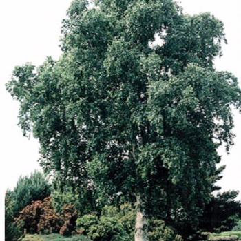 Betula pendula - European White Birch - Single Trunk