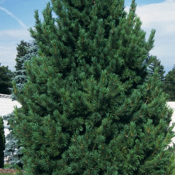 Pinus cembra - 'Silver Sheen' Swiss Stone Pine