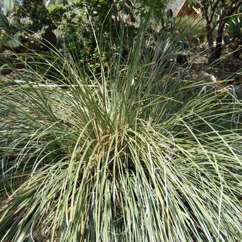 Nolina microcarpa - Beargrass