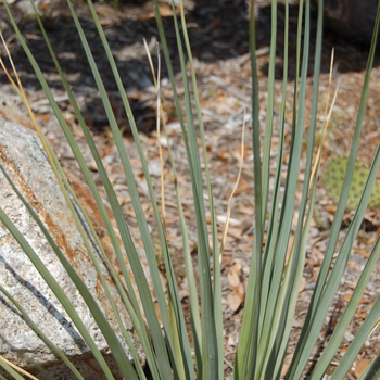 Nolina nelsonii - Nelson's Blue Bear Grass