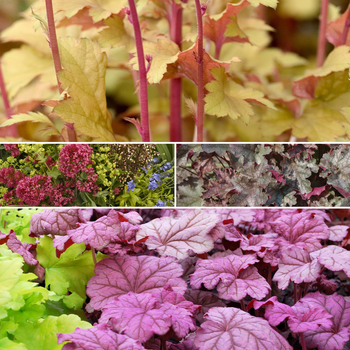 Heuchera - Assorted Coral Bells