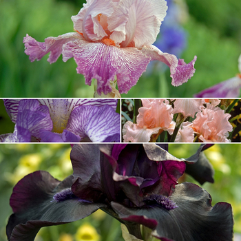 Iris germanica - Assorted Bearded Iris