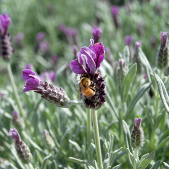 Lavandula stoechas - Spanish Lavender