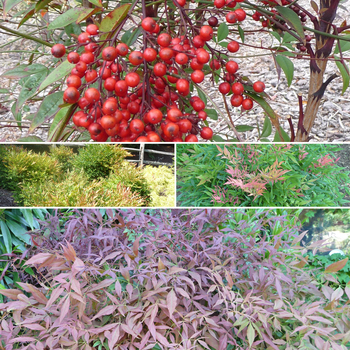 Nandina - 'Multiple Varieties'