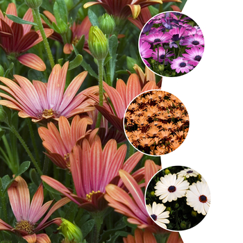 Osteospermum - 'Multiple Varieties' Cape Daisy
