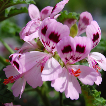 Pelargonium - 'Martha Washington' Geranium