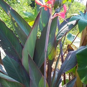 Canna x generalis - 'Bird of Paradise' Canna Lily