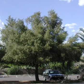 Rhus lancea - African Sumac