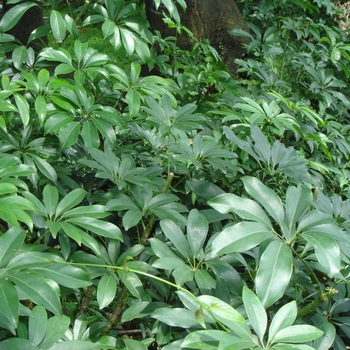 Schefflera arboricola - 'Multiple Varieties' Umbrella Plant