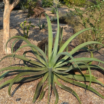 Agave vilmoriana - Octopus Agave