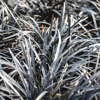 Ophiopogon planiscapus - 'Nigrescens' Black Mondo Grass