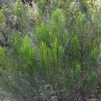 Dodonaea viscosa - Hop-bush