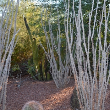 Fouquieria splendens - Ocotillo
