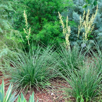 Hesperaloe parviflora - 'Yellow' Yellow Yucca