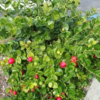 Carissa macrocarpa - Natal plum