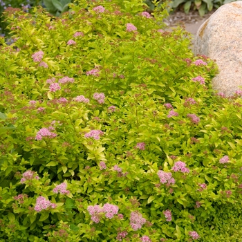 Spiraea - 'Sundrop™' Spirea