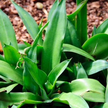 Mangave - All Varieties