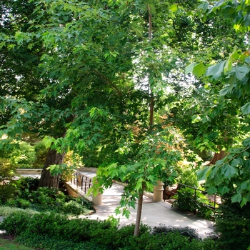 Acer saccharinum - Silver Maple