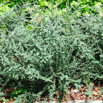 Cotoneaster glaucophyllus - Grayleaf Cotoneaster