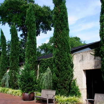 Cupressus sempervirens - Italian Cypress