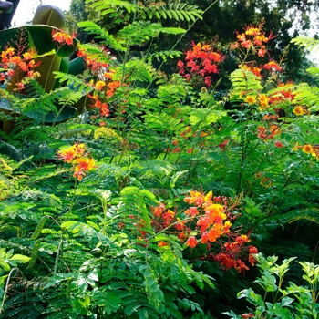 Caesalpinia pulcherrima - Pride of Barbados
