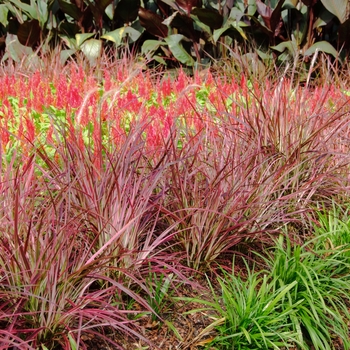Pennisetum setaceum (Variegated Red Fountain Grass) - Graceful Grasses&reg; 'Fireworks'