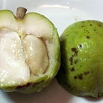Casimiroa edulis - White Sapote