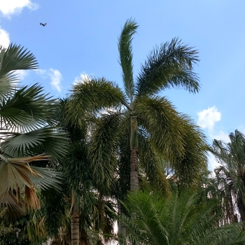 Wodyetia bifurcata - Foxtail Palm