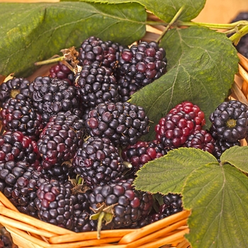 Rubus - Blackberry All Varieties