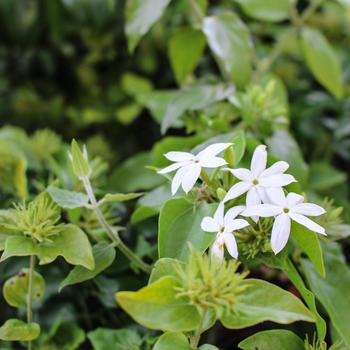 Jasminum multiflorum - Star Jasmine