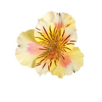 Alstroemeria (Princess Lily) - All Varieties