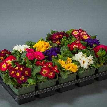 All Varieties - Primrose (Primula)