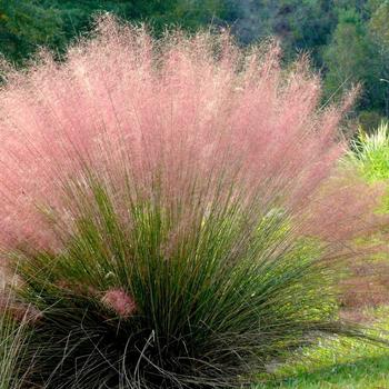 Muhlenbergia - 'Multiple Varieties' Muhlygrass