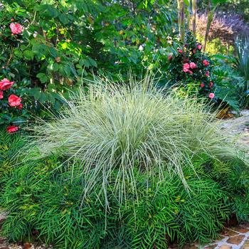 Lomandra longifolia - 'Platinum Beauty&trade;' Mat Rush
