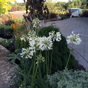 Agapanthus africanus - 'Alba' Lily of the Nile
