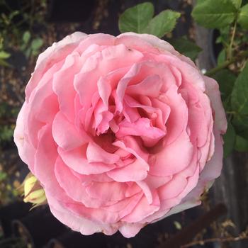 Rosa (Climbing Rose) - Romantica