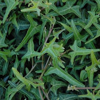 Hedera helix - 'Needlepoint' English Ivy