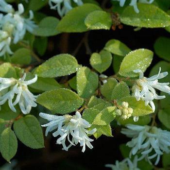 Loropetalum chinense (Chinese Fringe-Flower) - Jazz Hands&reg; 'Dwarf White'